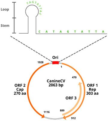 Canine circovirus: An emerging or an endemic undiagnosed enteritis virus?